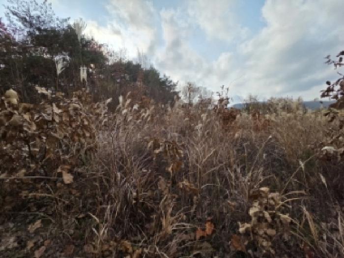 경북 안동시 예안면 대지,임야,전답 경매 물건 사진 4 · 2025타경11221