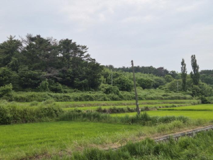 경북 경주시 천북면 답 경매 물건 사진