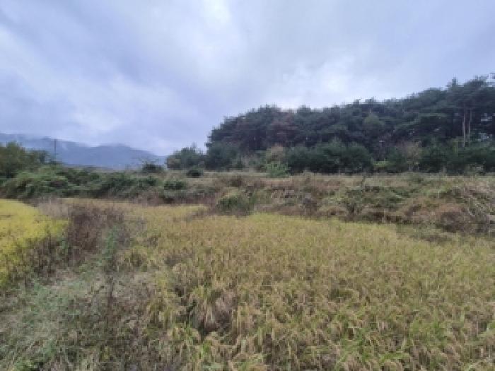 경북 경주시 외동읍 답 경매 물건 사진