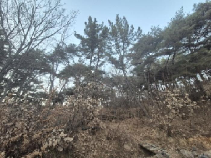 경북 경주시 구정동 임야 경매 물건 사진