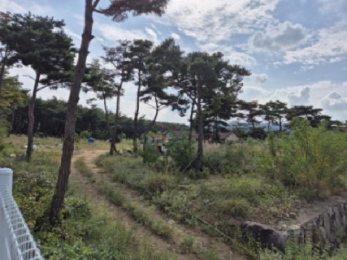 경북 경주시 천북면 임야 경매 물건 사진 2 · 2025타경528