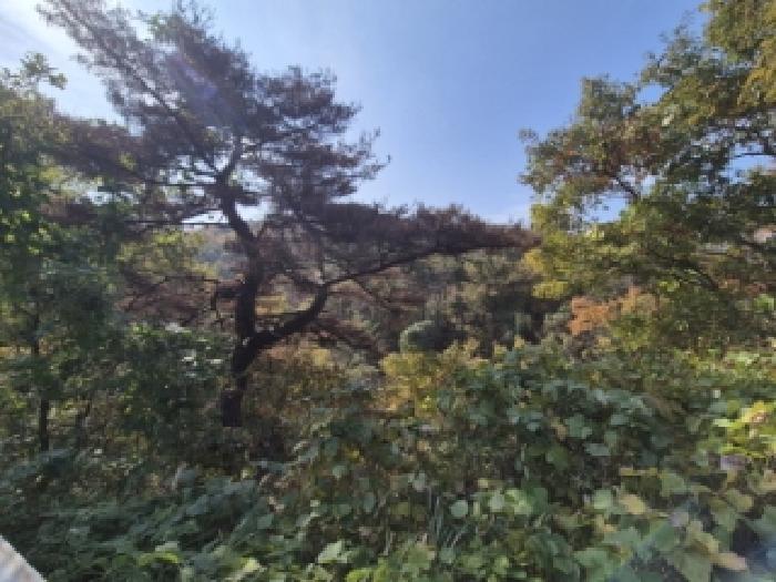 경북 경주시 양남면 임야 경매 물건 사진