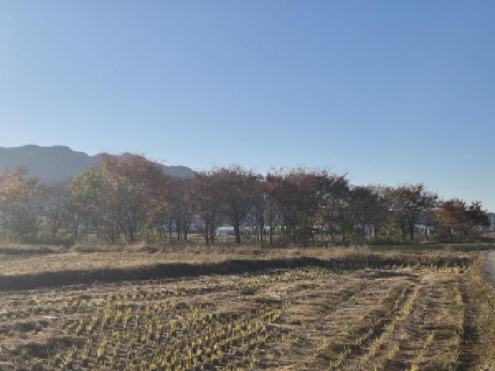 경북 경주시 건천읍 답 경매 물건 사진