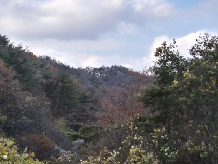 경상북도 경주시 양남면 상계리 산12 임야 경매 물건 사진