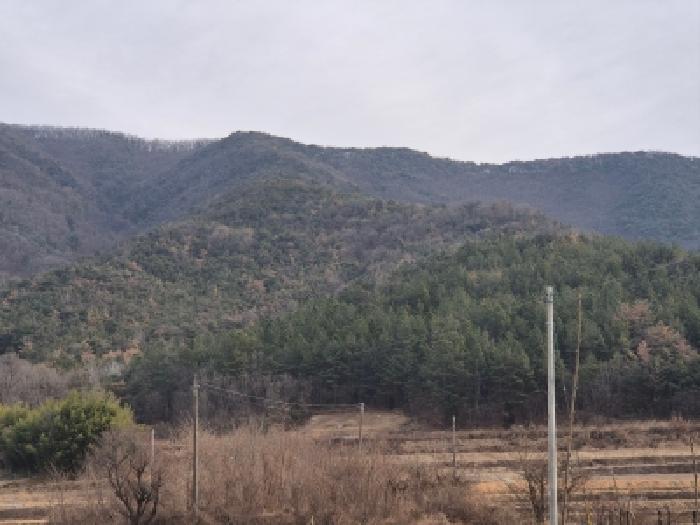 경북 경주시 건천읍 임야 경매 물건 사진