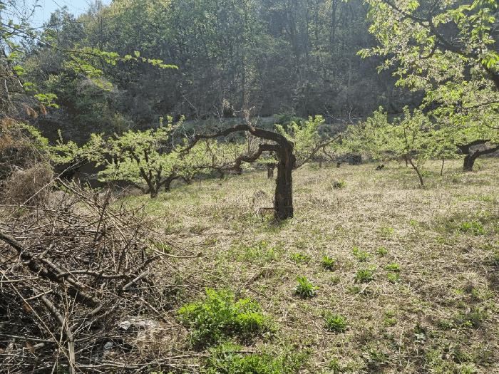 경북 김천시 남면 임야 경매 물건 사진 5 · 2025타경10929