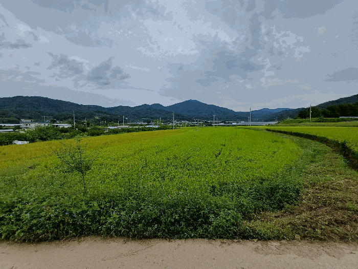 경북 김천시 문당동 답 경매 물건 사진 6 · 2025타경11388