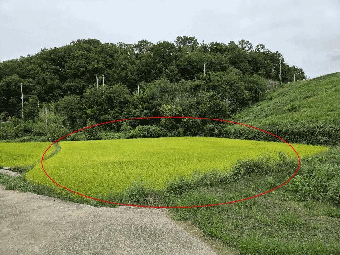 경북 구미시 해평면 답 경매 물건 사진 5 · 2025타경475