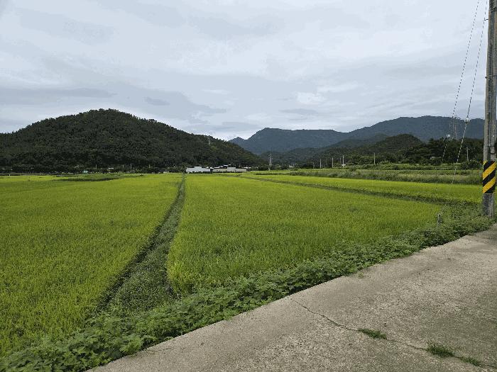 경상북도 구미시 해평면 송곡리 803-44 답 경매 물건 사진