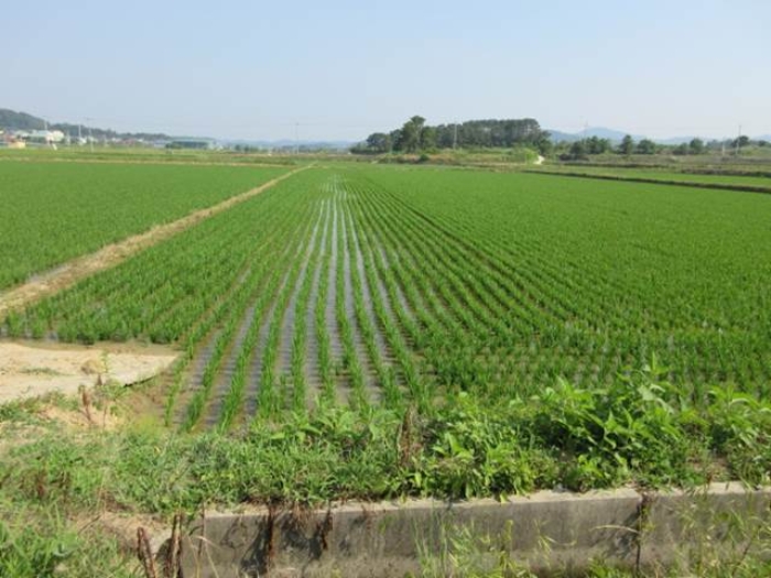 경북 상주시 사벌국면 답 경매 물건 사진 5 · 2024타경71362