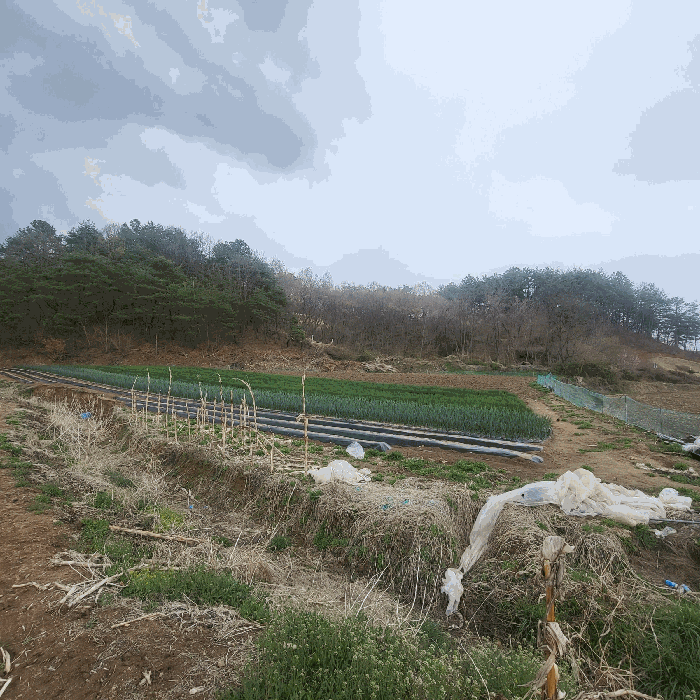 경북 예천군 지보면 전 경매 물건 사진 5 · 2025타경150