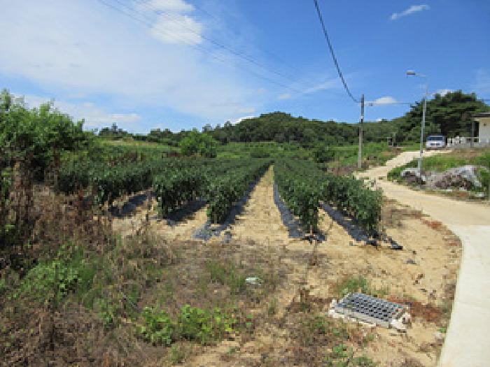 경북 예천군 지보면 전 경매 물건 사진