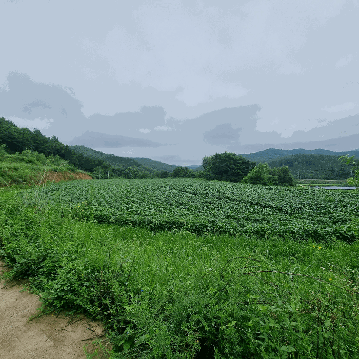 경북 문경시 영순면 전답 경매 물건 사진 4 · 2025타경204