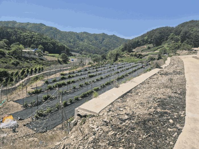 경상북도 문경시 동로면 석항리 271 답 경매 물건 사진