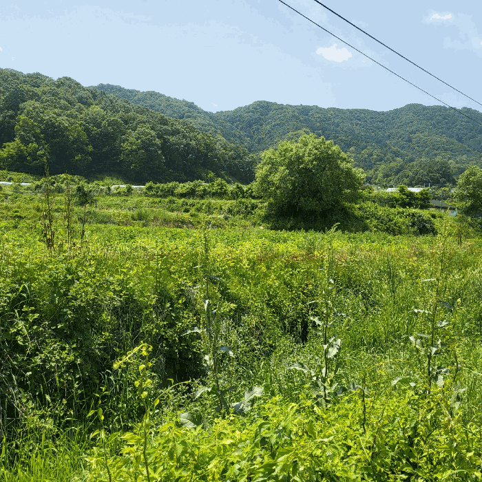 경상북도 상주시 공성면 도곡리 434 답 경매 물건 사진