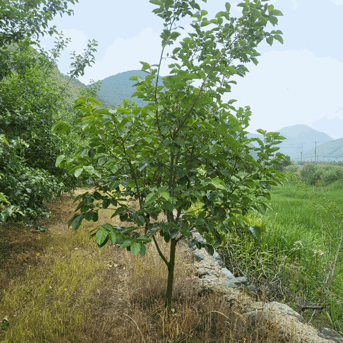 경상북도 문경시 마성면 상내리 199 답 경매 물건 사진
