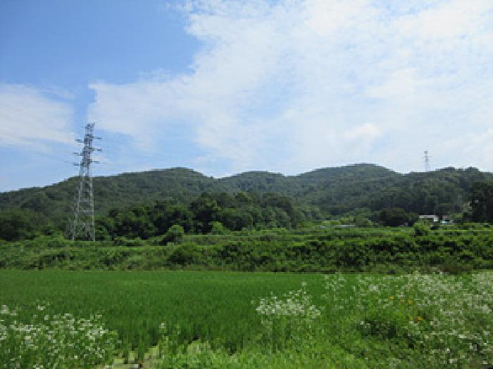 경북 예천군 예천읍 임야 경매 물건 사진