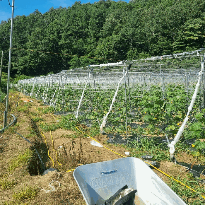 경상북도 상주시 화남면 동관리 209-25 전 경매 물건 사진
