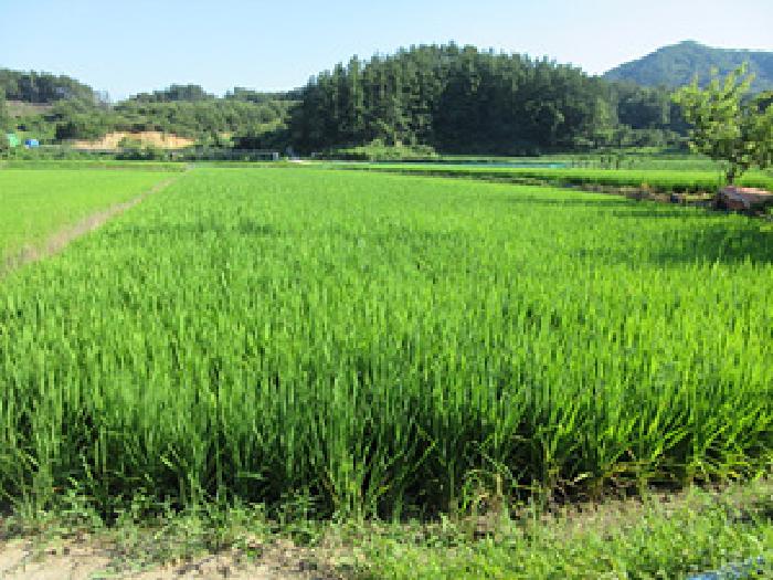경북 상주시 내서면 답 경매 물건 사진