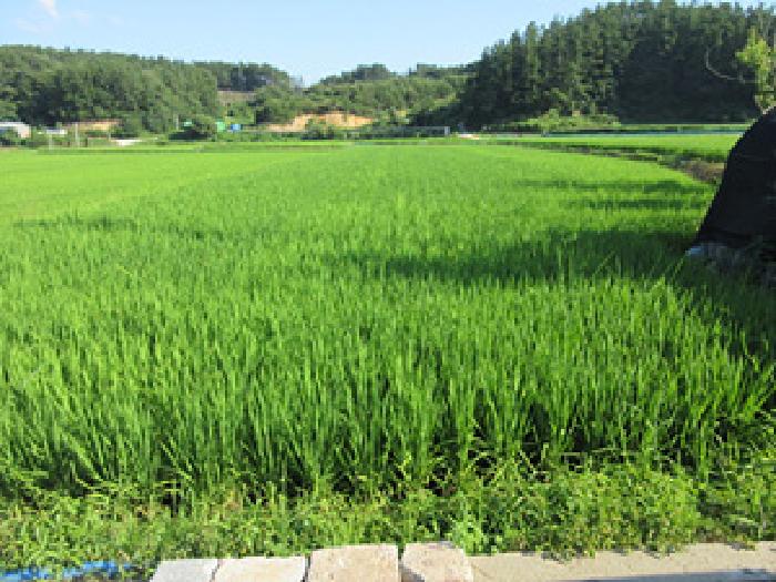 경북 상주시 내서면 답 경매 물건 사진 2 · 2025타경5373