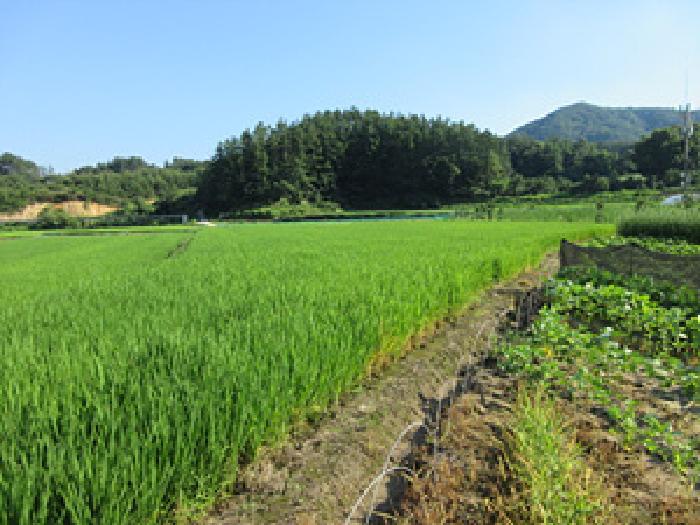 경북 상주시 내서면 답 경매 물건 사진 3 · 2025타경5373
