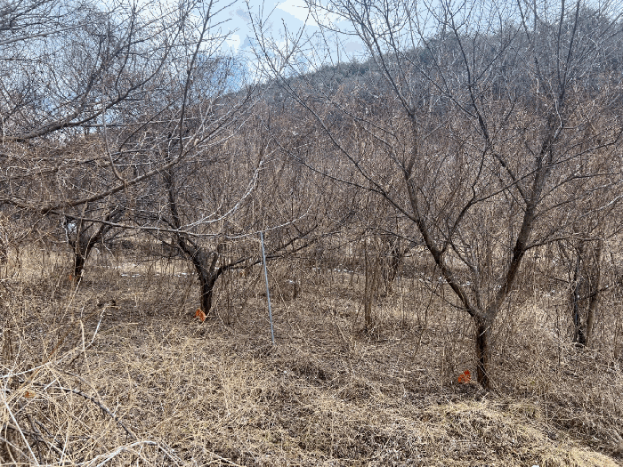 경상북도 의성군 옥산면 실업리 519-1 과수원 경매 물건 사진