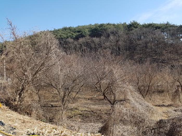 경북 의성군 옥산면 과수원 경매 물건 사진