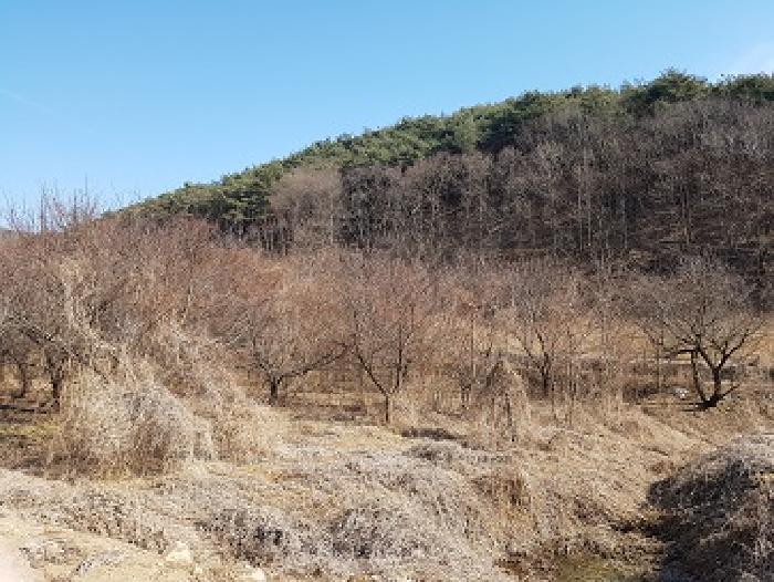 경북 의성군 옥산면 과수원 경매 물건 사진 2 · 2025타경10130