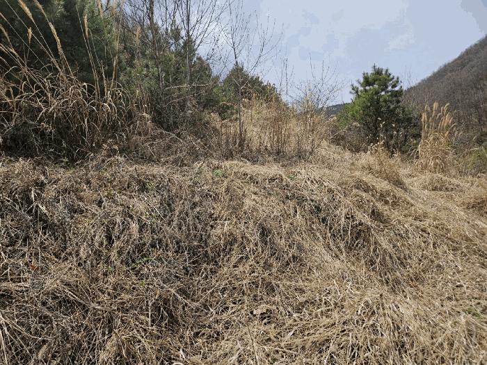 경상북도 의성군 옥산면 오류리 283 전 경매 물건 사진