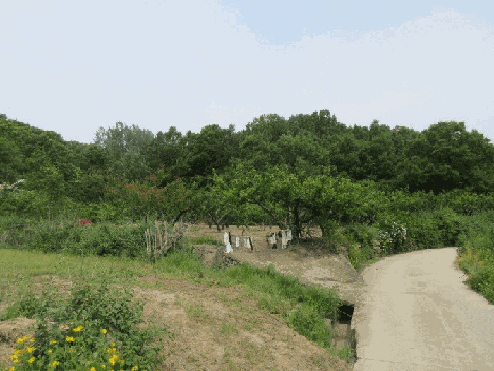 경상북도 의성군 가음면 장리 864 전 경매 물건 사진
