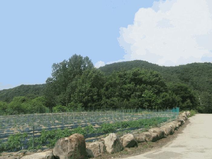 대구광역시 군위군 삼국유사면 화북리 산233-15 임야 경매 물건 사진