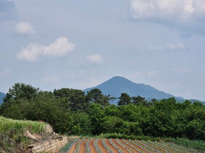 경북 의성군 가음면 전 경매 물건 사진
