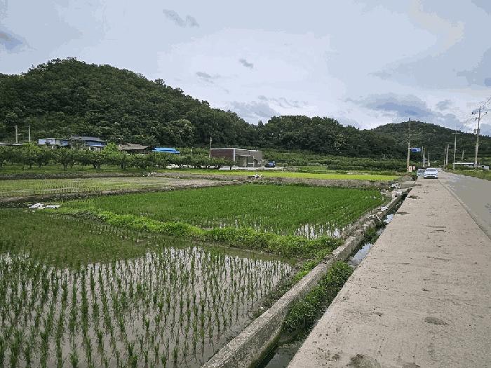 경북 의성군 봉양면 답 경매 물건 사진 6 · 2025타경10204