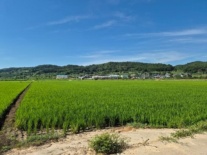 경북 의성군 다인면 답 경매 물건 사진