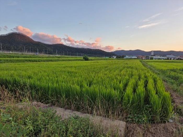 경북 청송군 진보면 답 경매 물건 사진