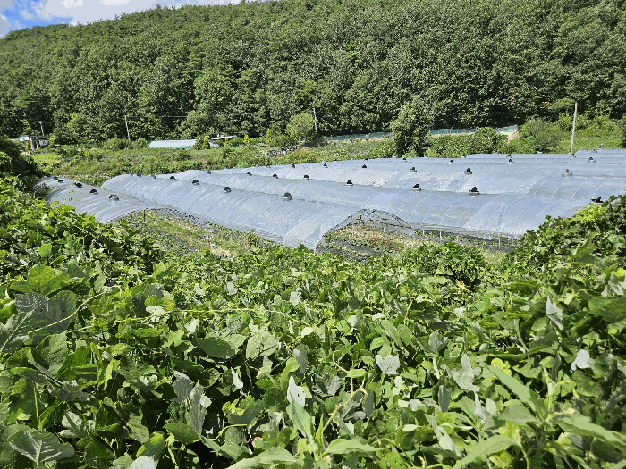 대구광역시 군위군 효령면 마시리 1114-2 답 경매 물건 사진