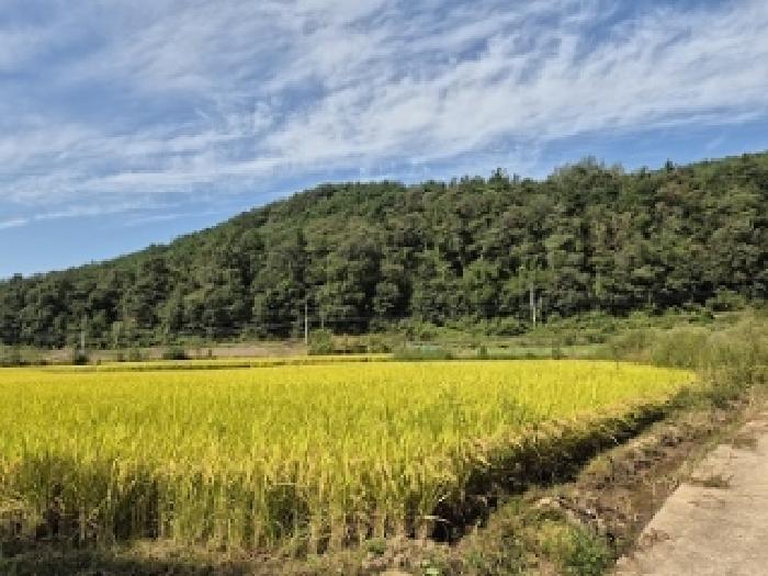 경북 의성군 금성면 답 경매 물건 사진