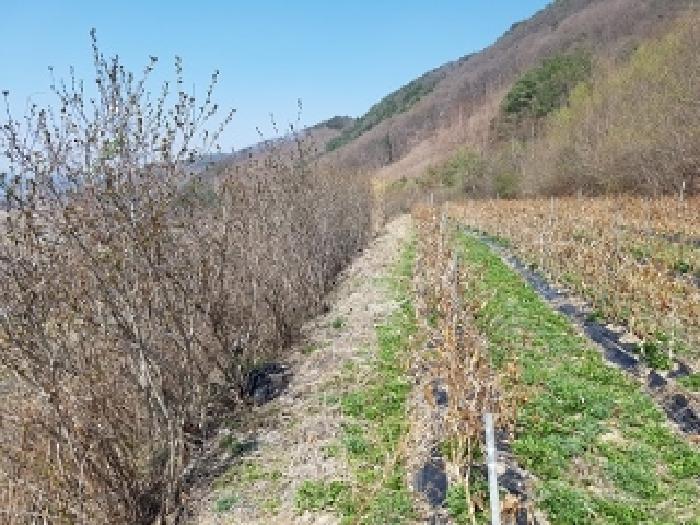 경북 청송군 현동면 전답 경매 물건 사진