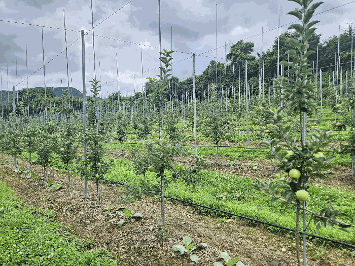 경상북도 청송군 현동면 개일리 304-1 창고시설 경매 물건 사진