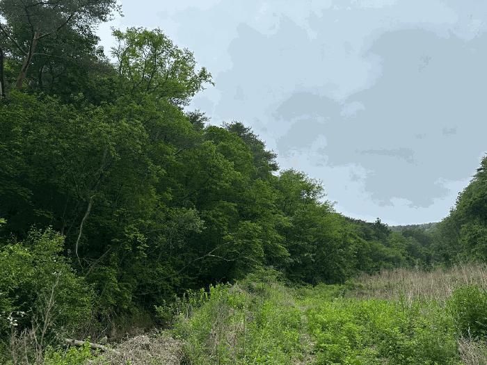경북 영양군 청기면 전 경매 물건 사진 6 · 2025타경10228