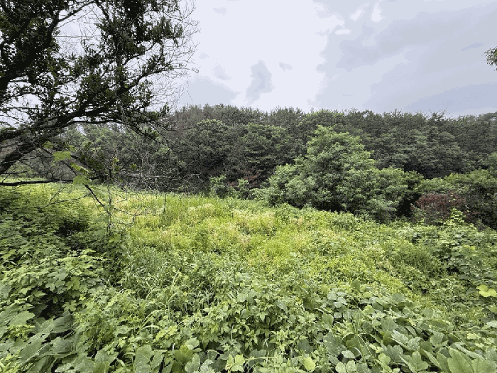경상북도 영덕군 영덕읍 오보리 131 대지 경매 물건 사진