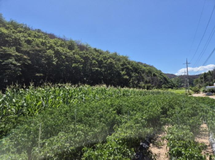 경북 영덕군 축산면 전 경매 물건 사진