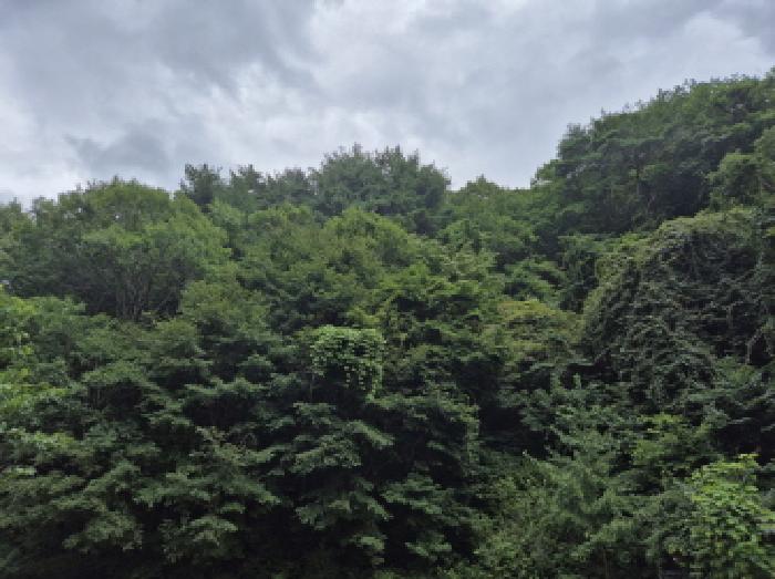 경북 영덕군 축산면 임야 경매 물건 사진