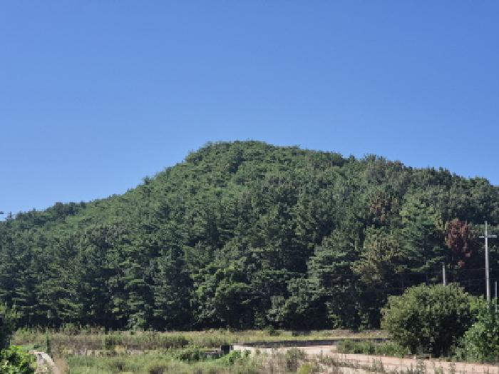 경북 영덕군 남정면 임야 경매 물건 사진