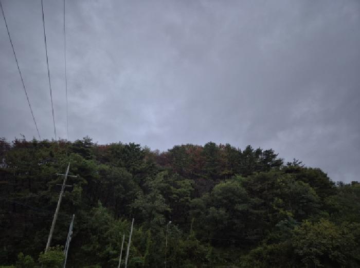 경북 영덕군 영덕읍 임야 경매 물건 사진