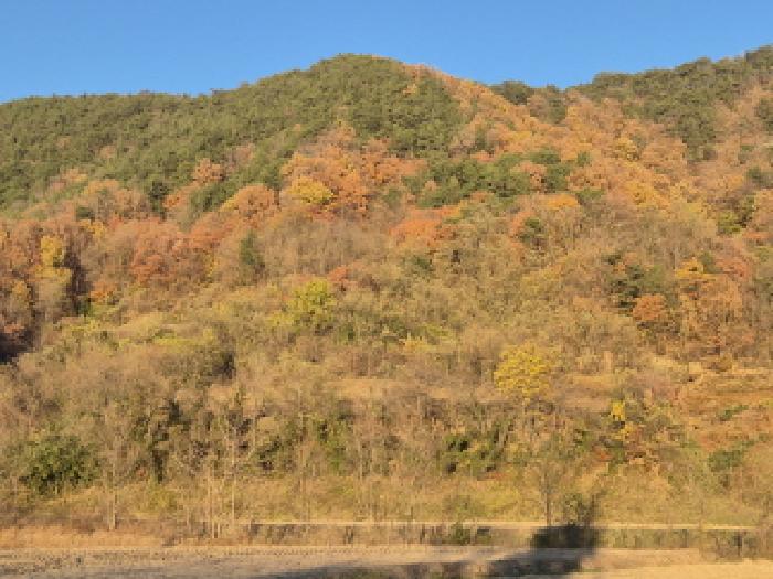 경북 울진군 온정면 전답 경매 물건 사진