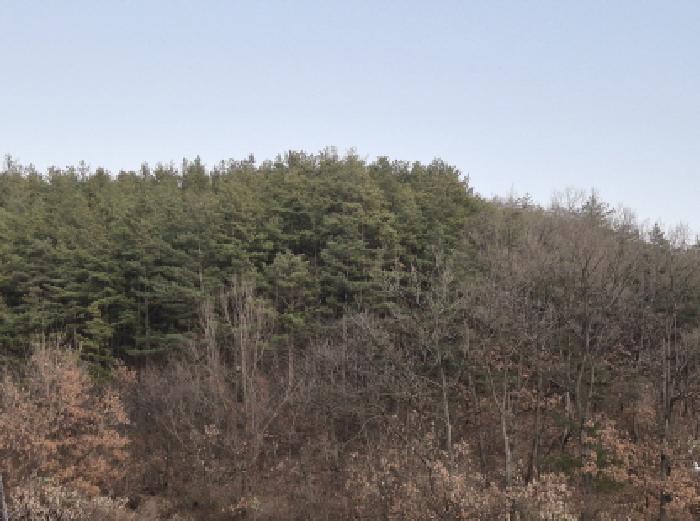 경북 영양군 입암면 임야 경매 물건 사진