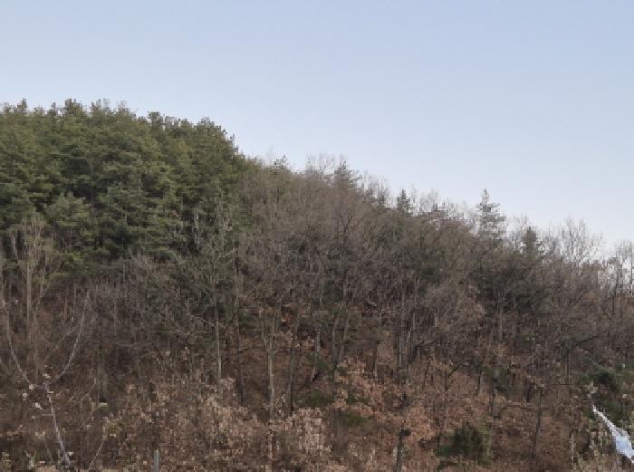 경북 영양군 입암면 임야 경매 물건 사진 2 · 2025타경10370