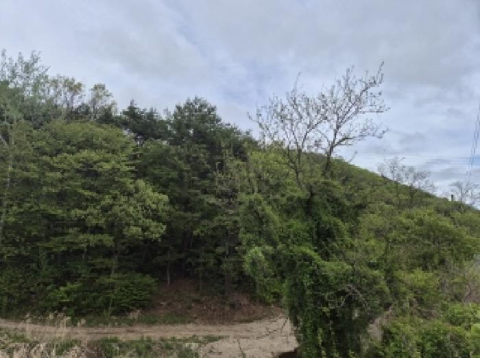 경북 포항시 남구 오천읍 임야 경매 물건 사진