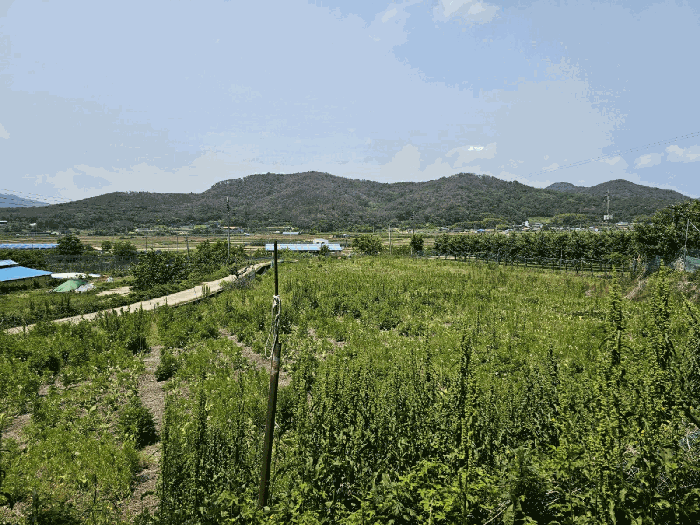 경상북도 포항시 북구 기계면 화봉리 307-1 전 경매 물건 사진
